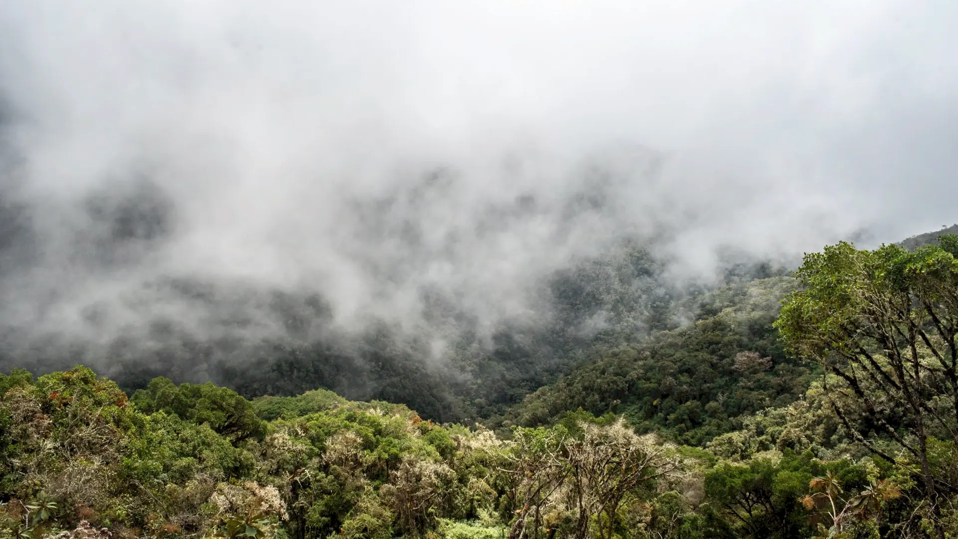 Bosque nublado