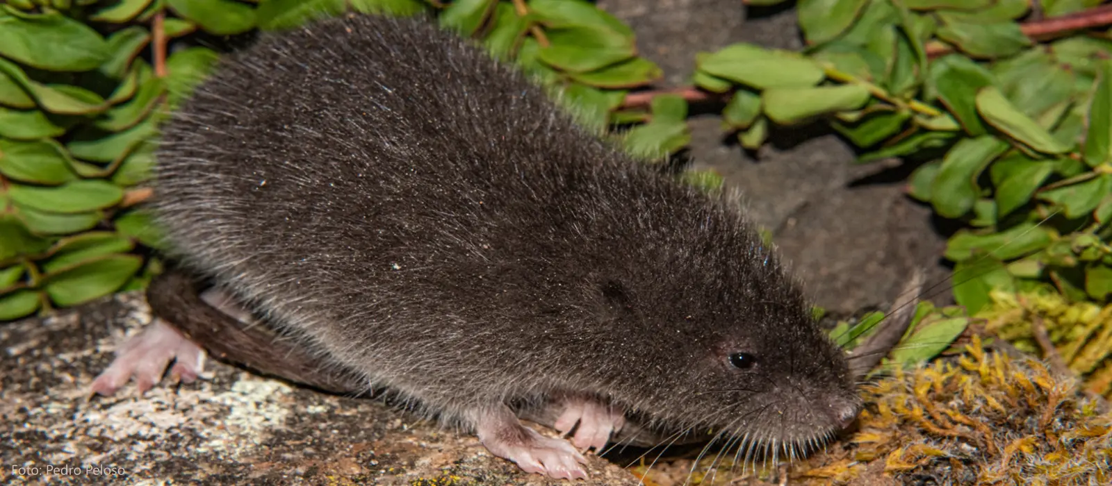 Investigación en biodiversidad