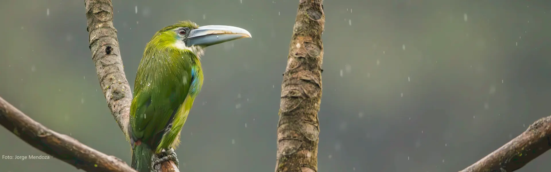 Samay Conservación banner
